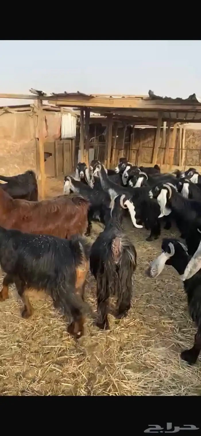 معزا عوارض خصم حصيب تصبح تمسي 6