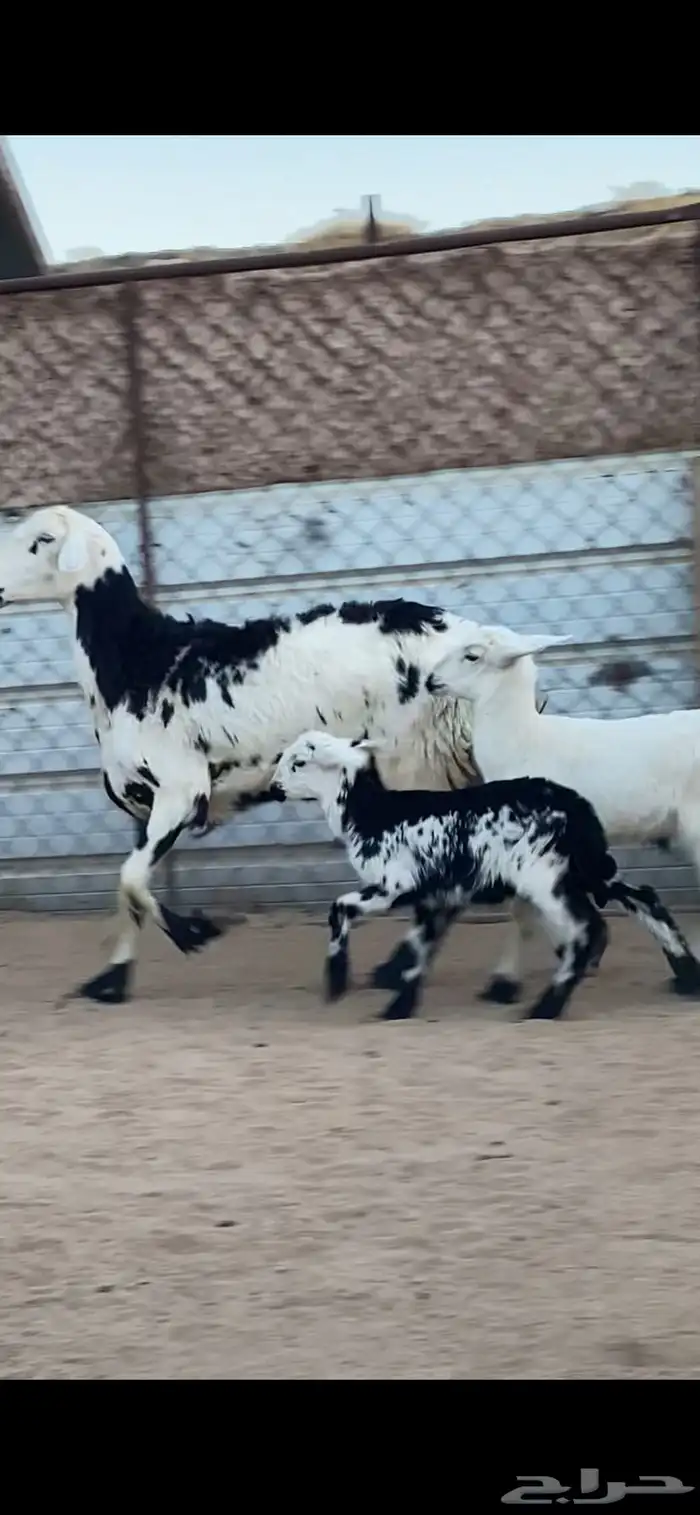 شاتين صنف الصنف تحتها 4 رخال 7