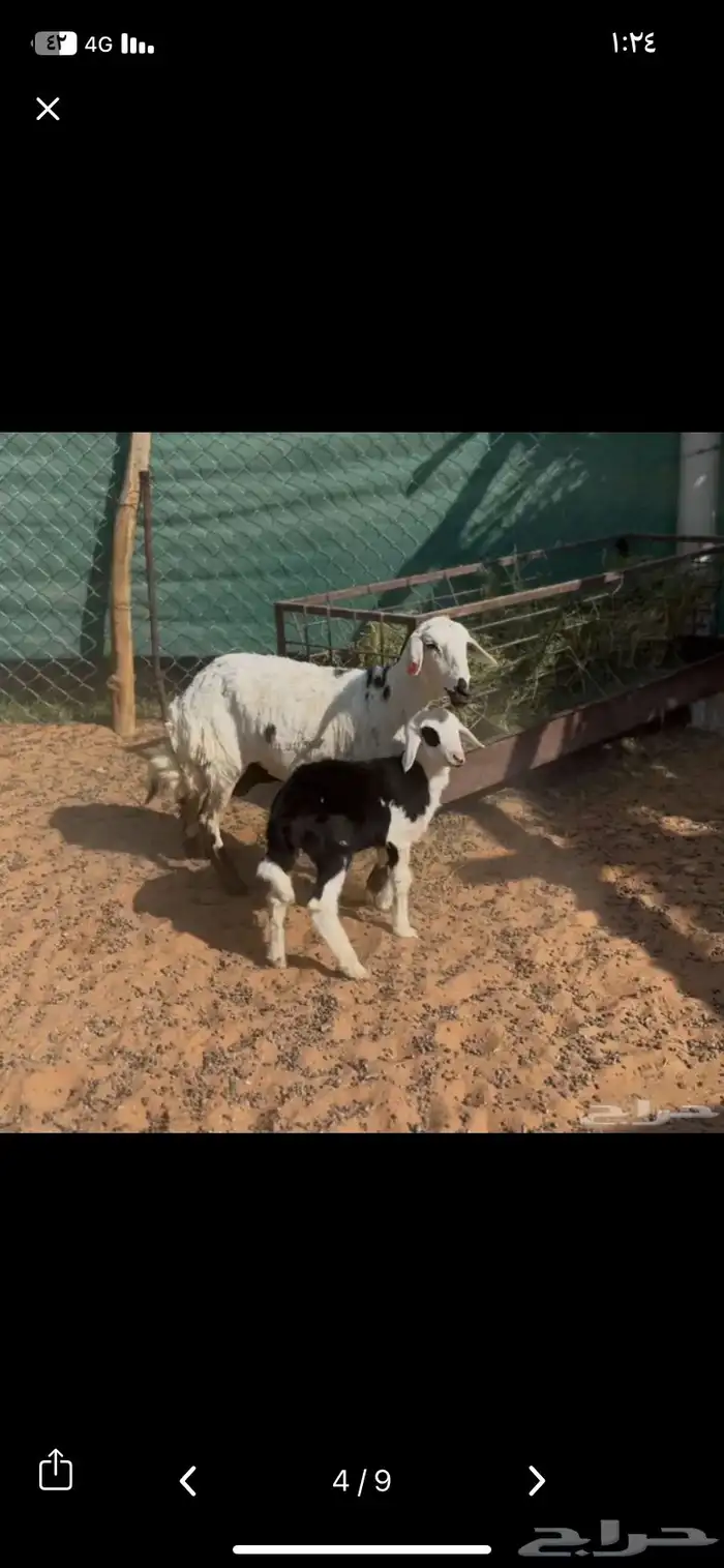 ثنايا متابيع 1