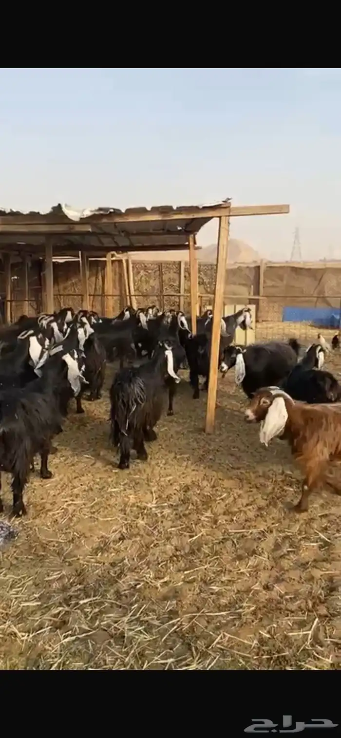 معزا عوارض خصم حصيب تصبح تمسي 3