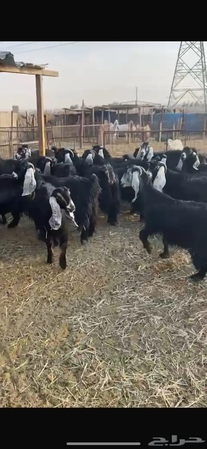 معزا عوارض خصم حصيب تصبح تمسي 8