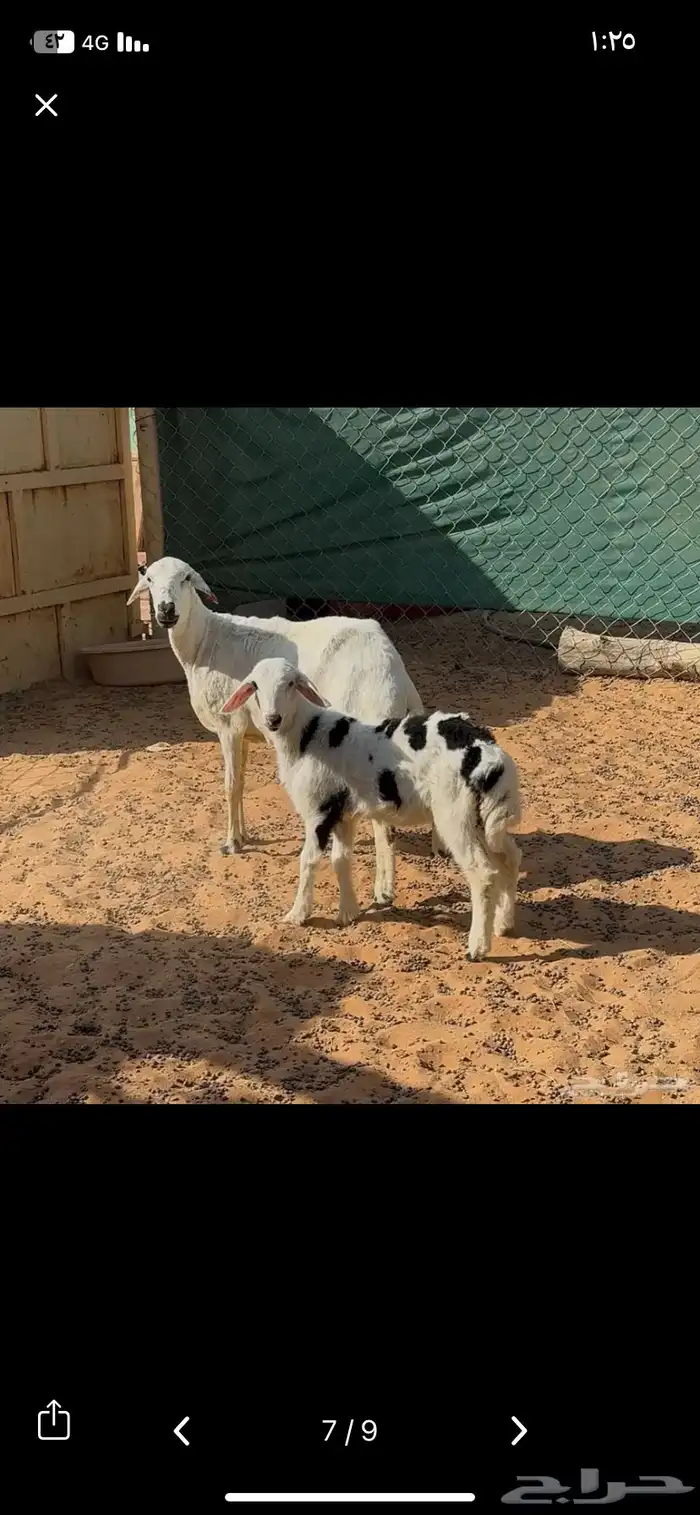 ثنايا متابيع 0