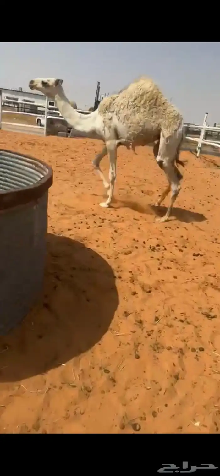 للبيع بكره فل شحم 0