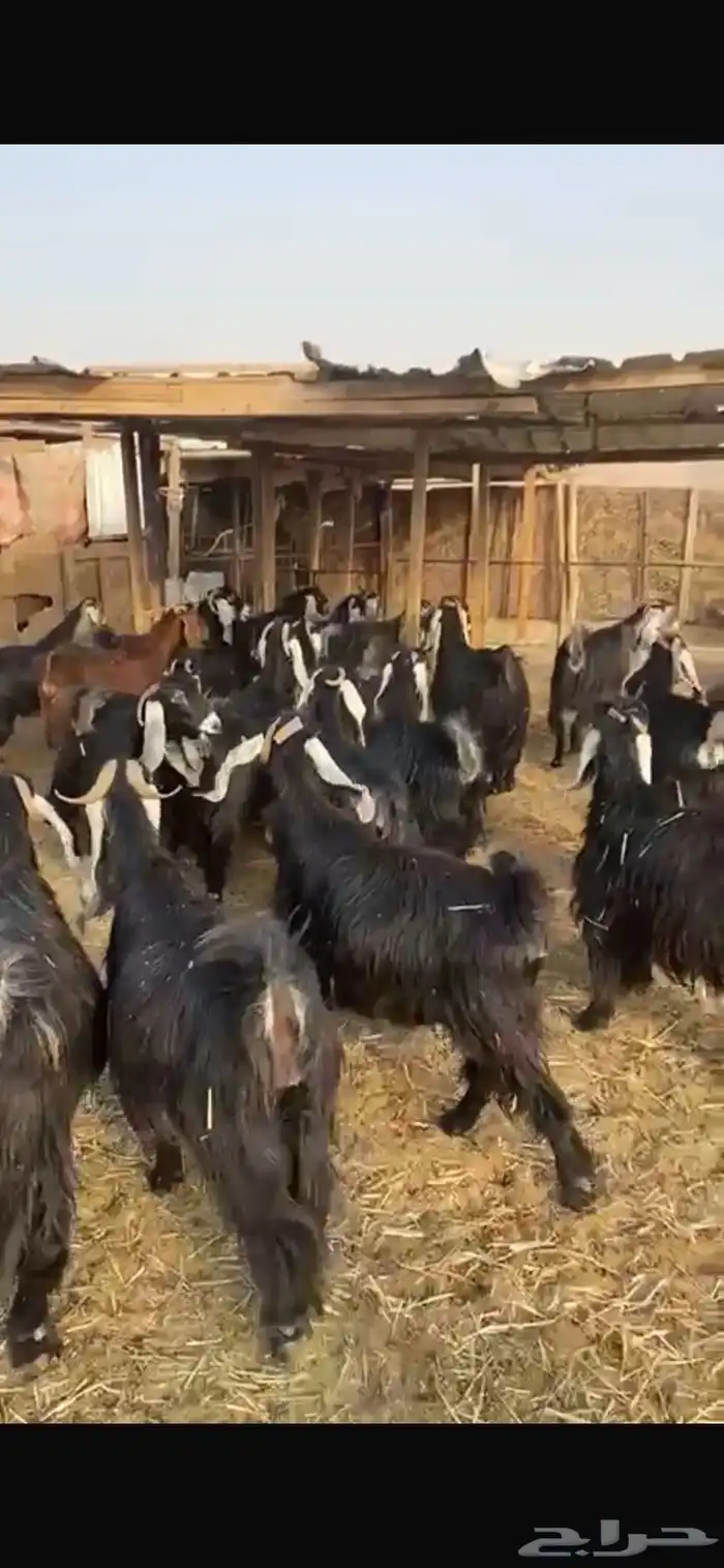 معزا عوارض خصم حصيب تصبح تمسي 4