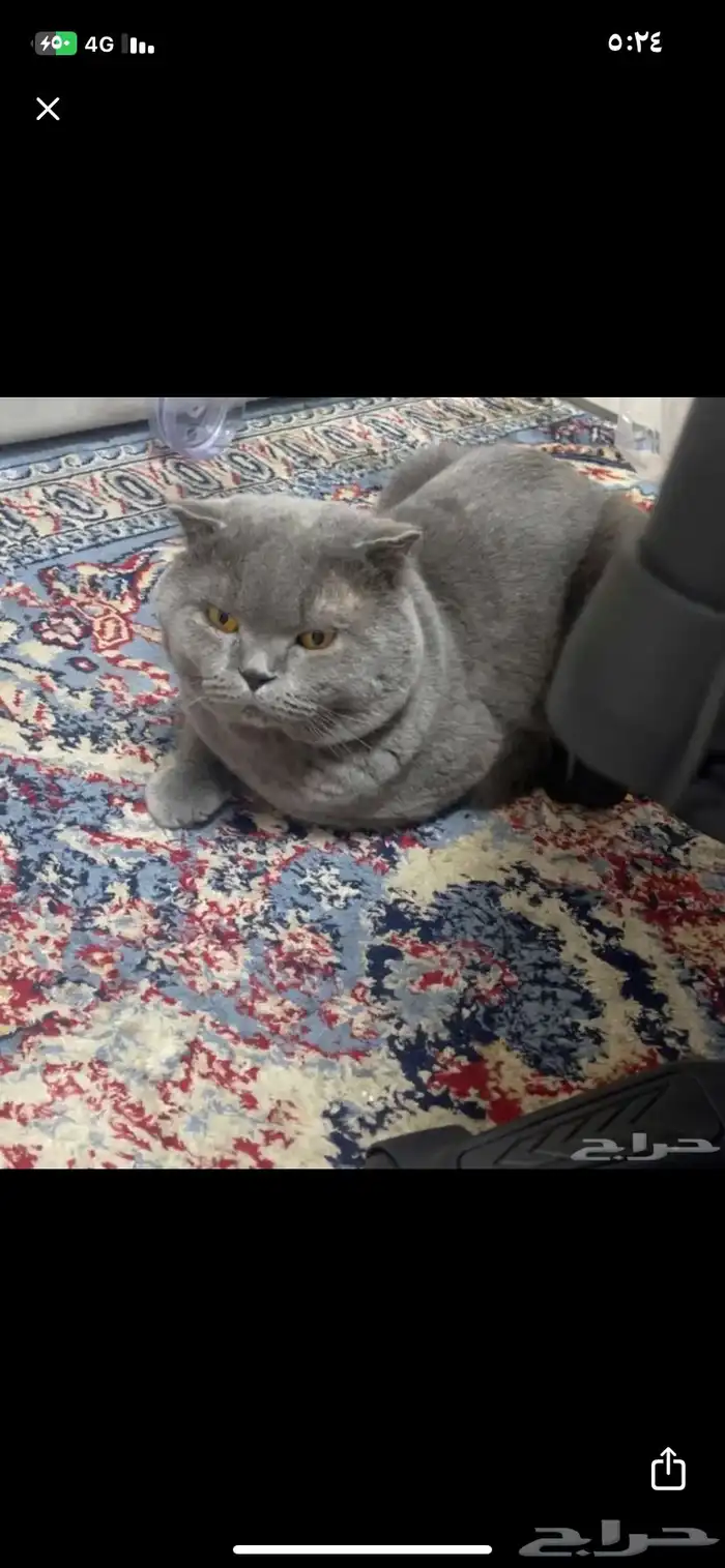 الي يخبر لي قطو في العلا يجي خاص 0