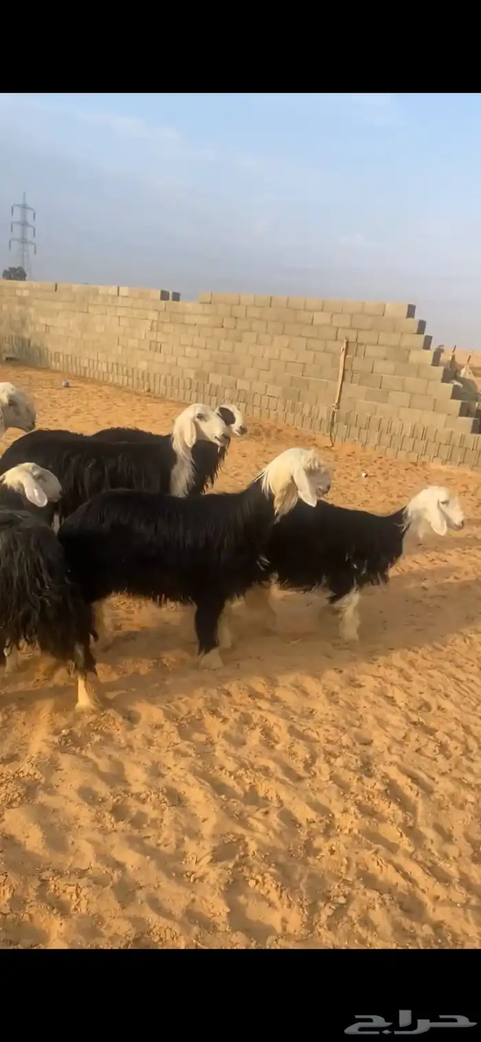 للبيع غنم نجد 0