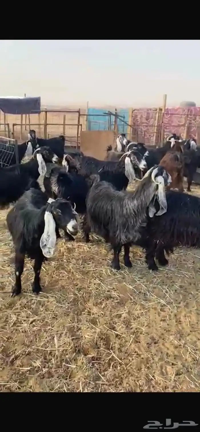 معزا عوارض خصم حصيب تصبح تمسي 1