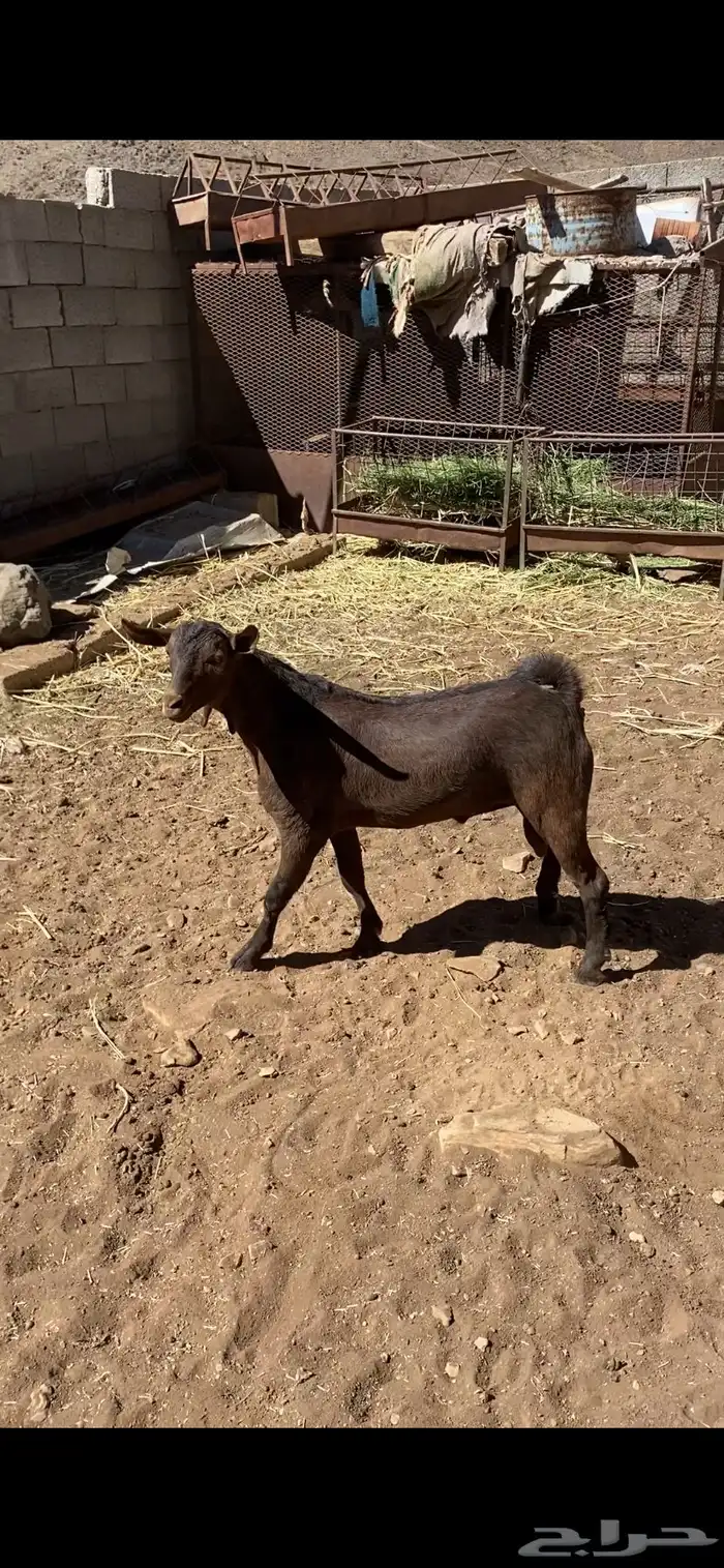 تيس مشروع فحل 1