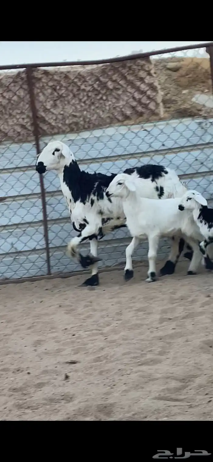 شاتين صنف الصنف تحتها 4 رخال 8