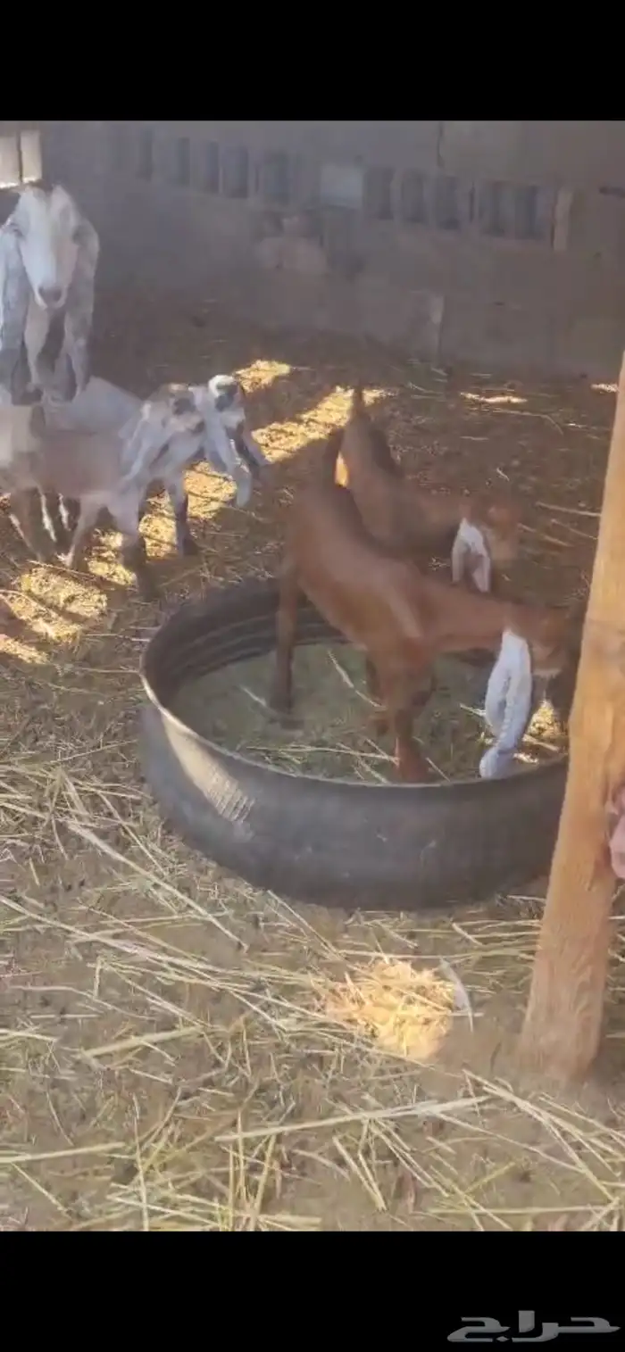 معزا للبيع 9