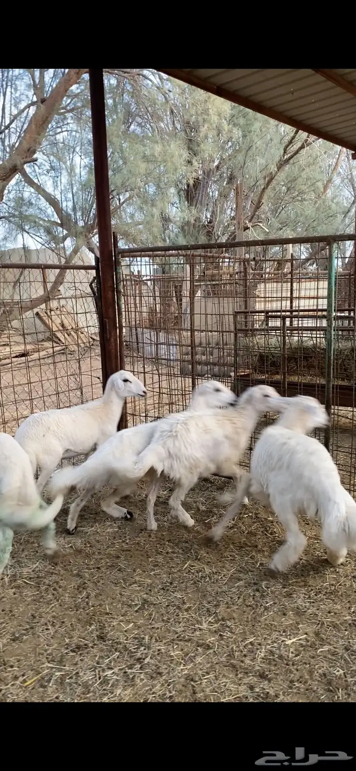 بهم حري للبيع عدد 5 2