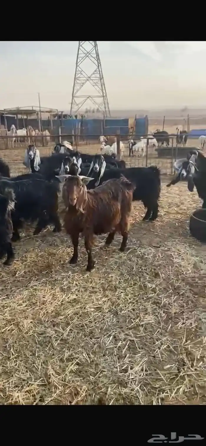 معزا عوارض خصم حصيب تصبح تمسي 9