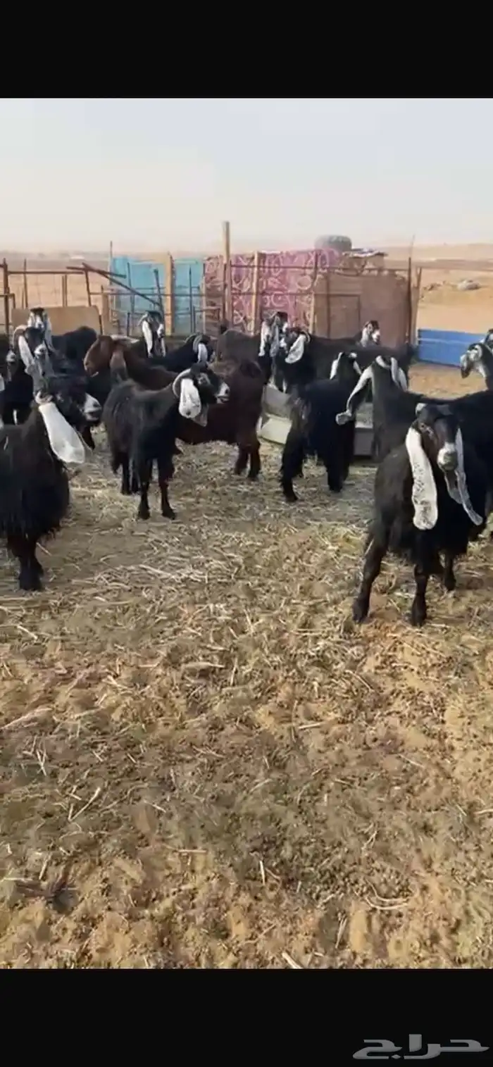 معزا عوارض خصم حصيب تصبح تمسي 0