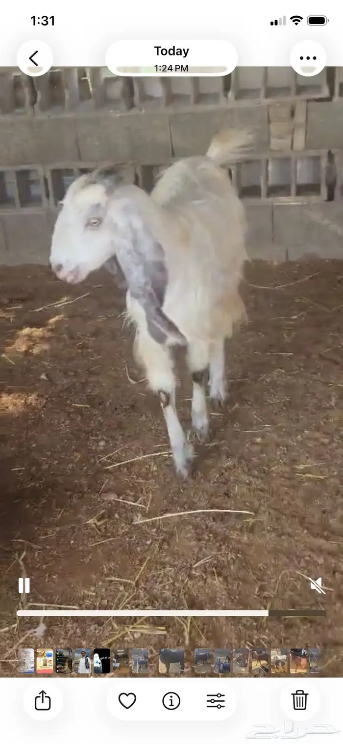 معزا للبيع 3