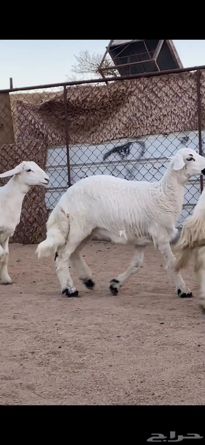 شاتين صنف الصنف تحتها 4 رخال 3