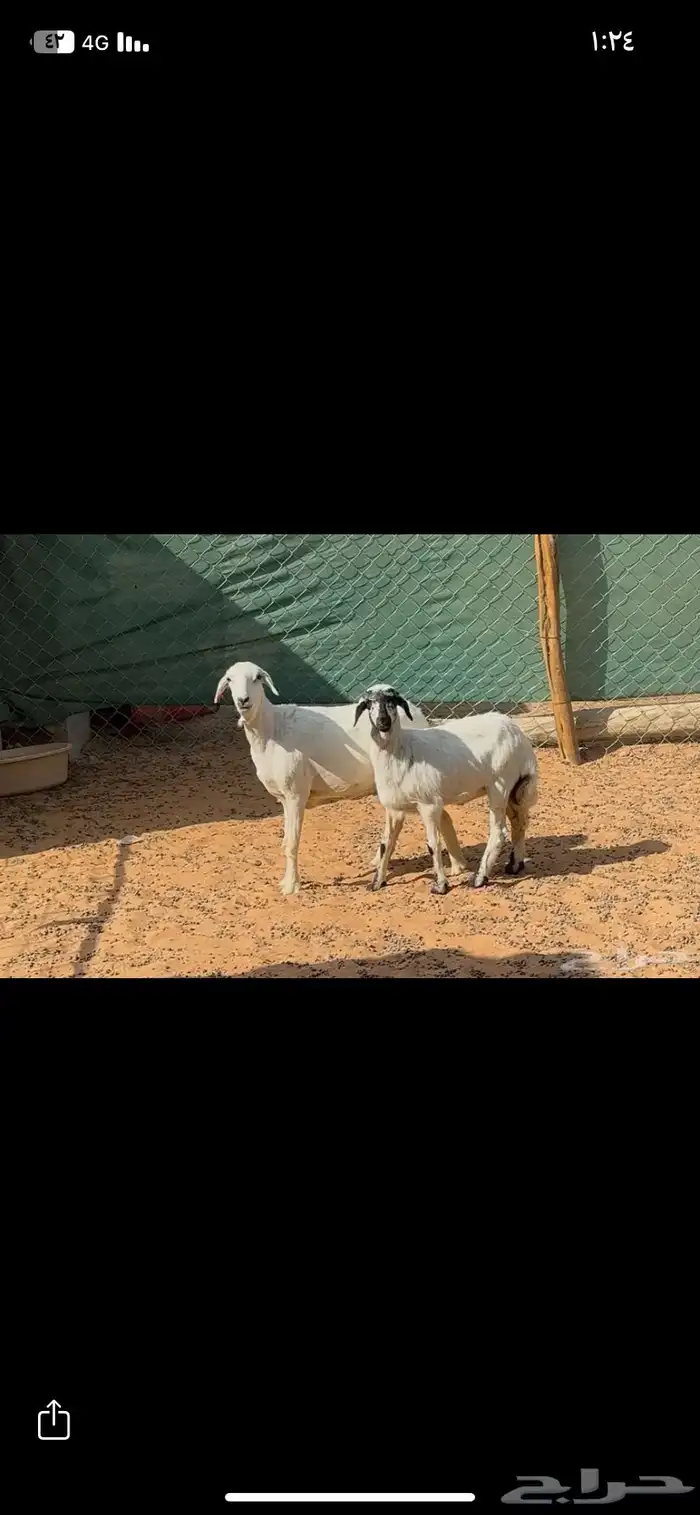 ثنايا متابيع 2