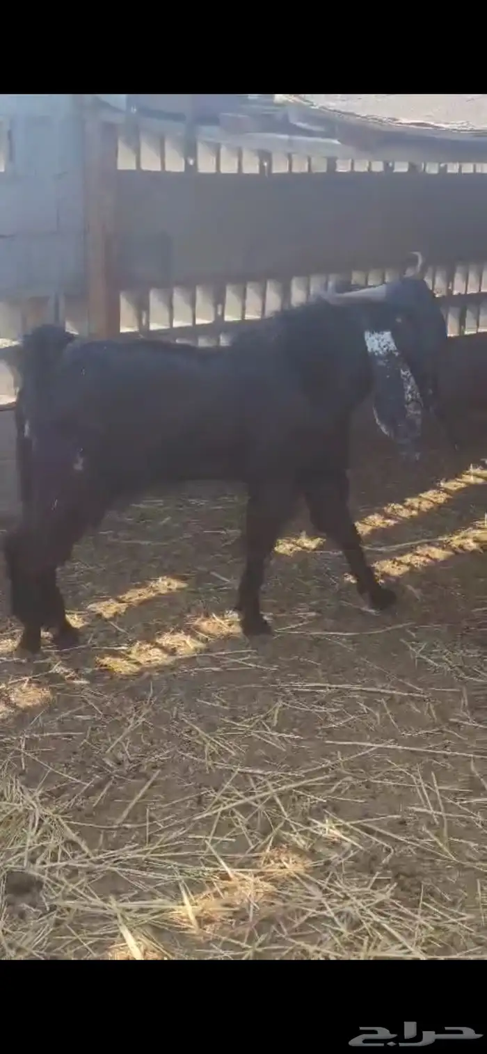 معزا للبيع 11