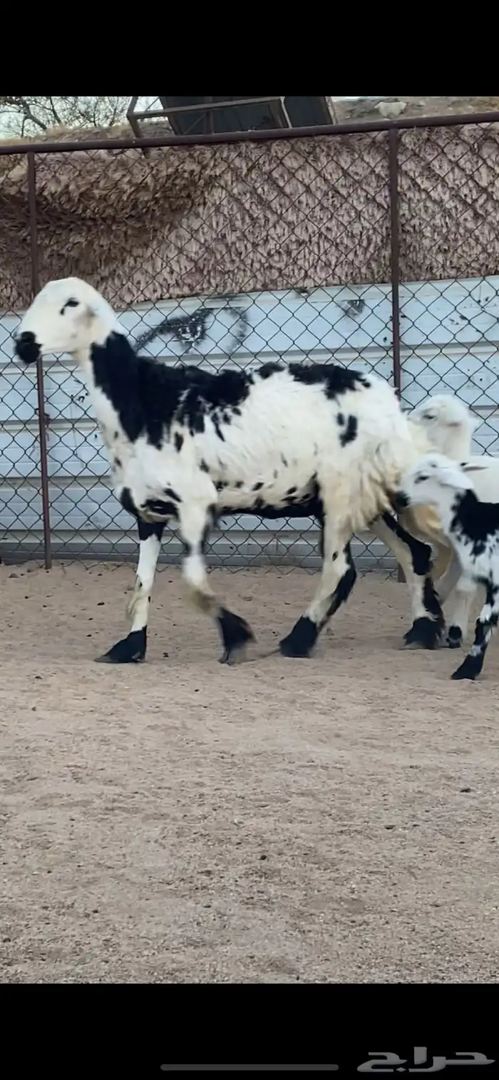 شاتين صنف الصنف تحتها 4 رخال 5