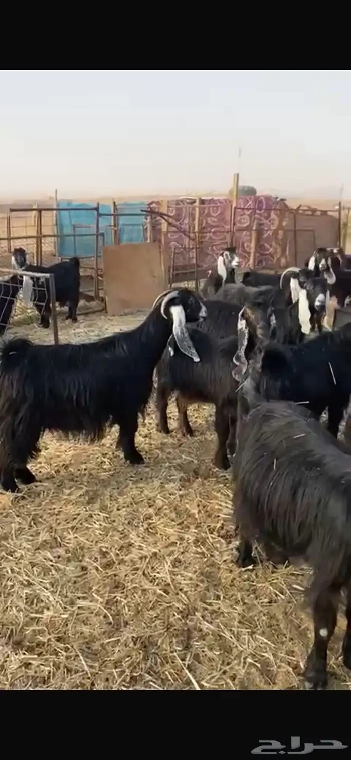 معزا عوارض خصم حصيب تصبح تمسي 2