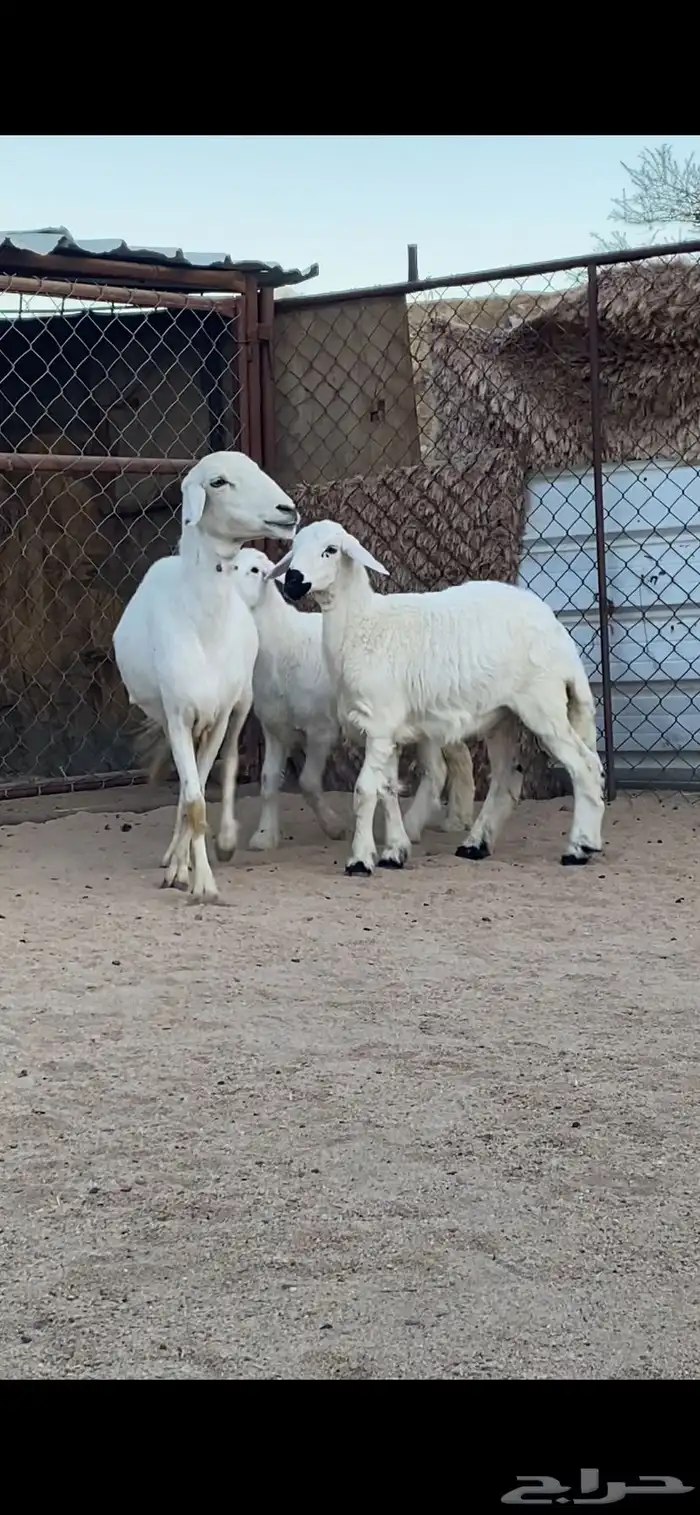 شاتين صنف الصنف تحتها 4 رخال 0