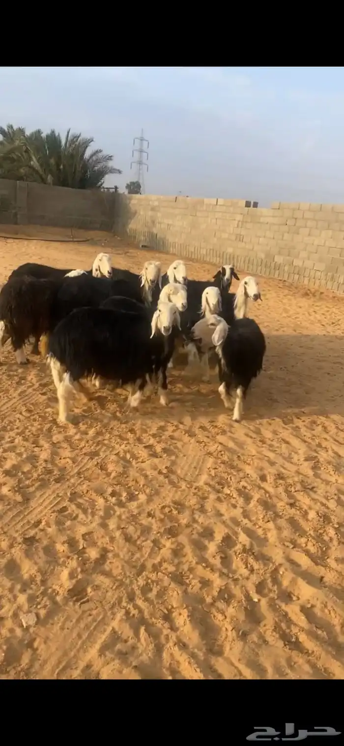 للبيع غنم نجد 1