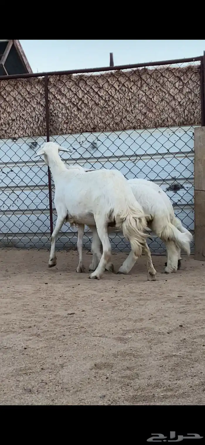 شاتين صنف الصنف تحتها 4 رخال 1