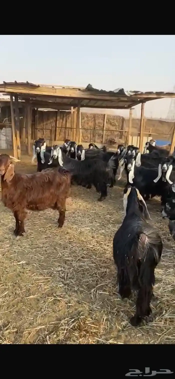 معزا عوارض خصم حصيب تصبح تمسي 7