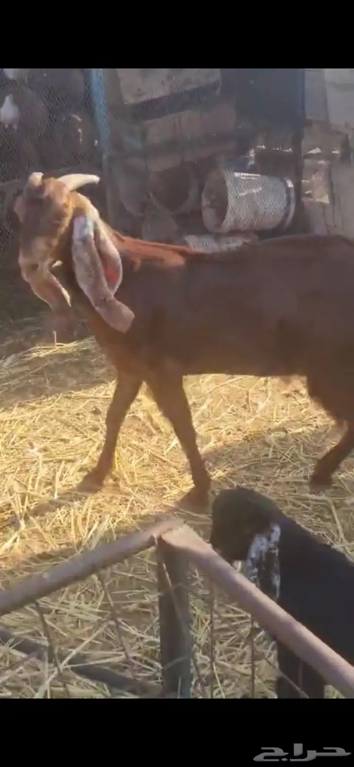 معزا للبيع 8