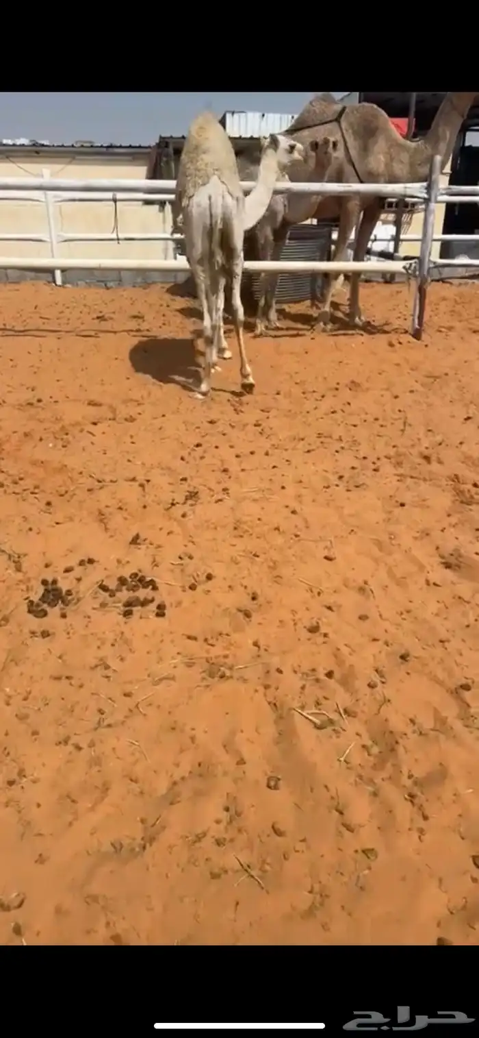 للبيع بكره فل شحم 2