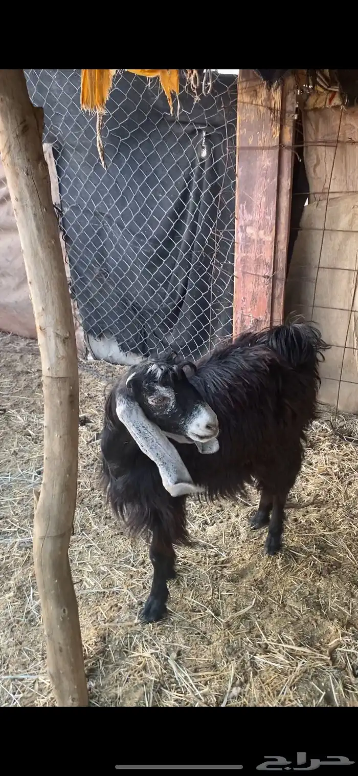 جفره للبيع 0