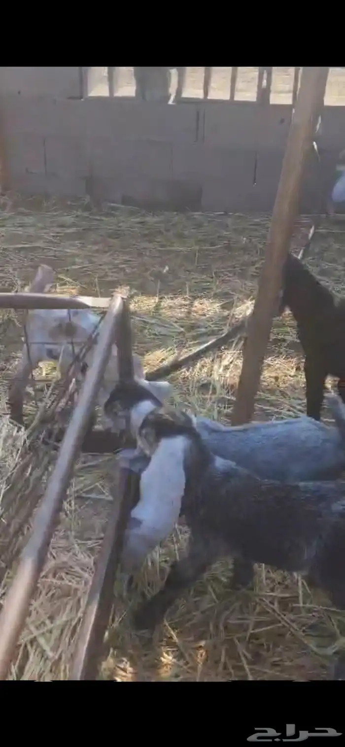 معزا للبيع 10