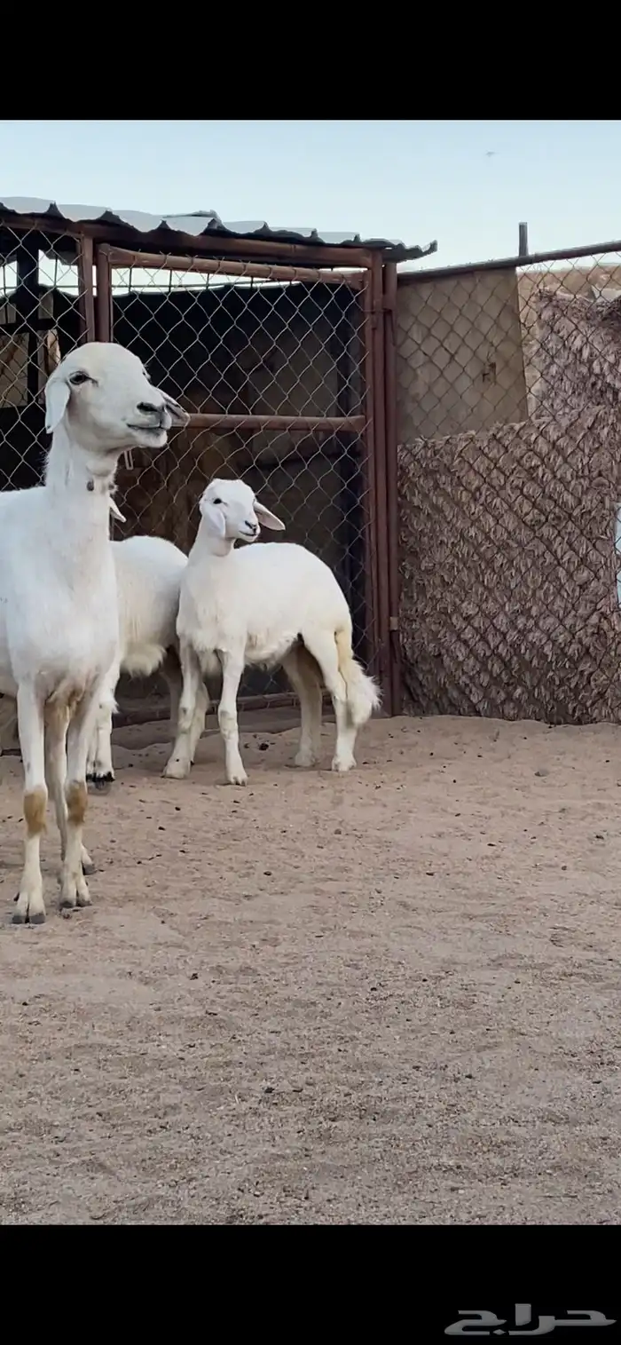 شاتين صنف الصنف تحتها 4 رخال 2