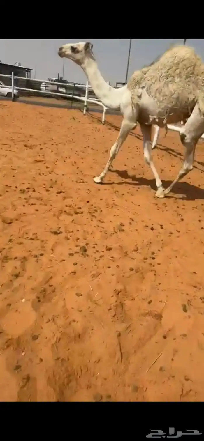 للبيع بكره فل شحم 1