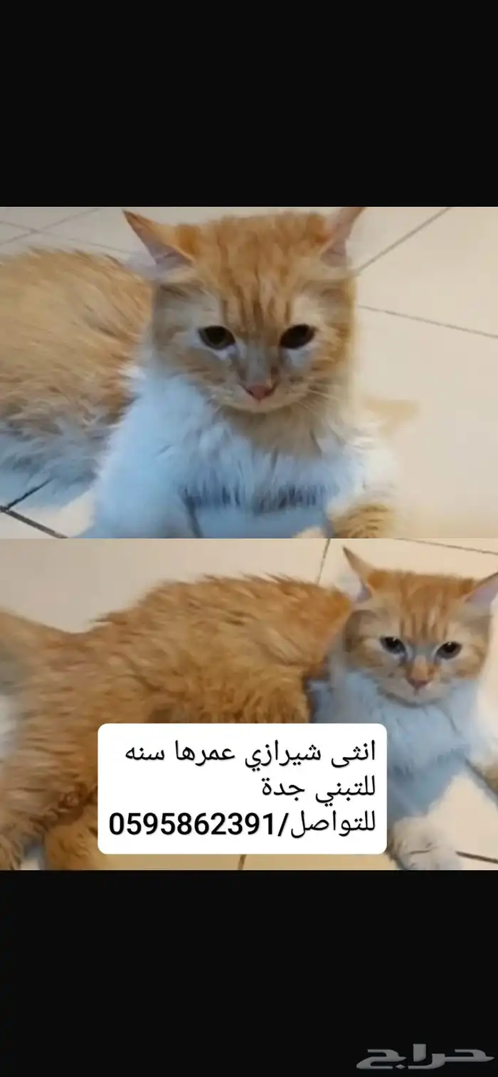 قطة لتبني اثنى 0