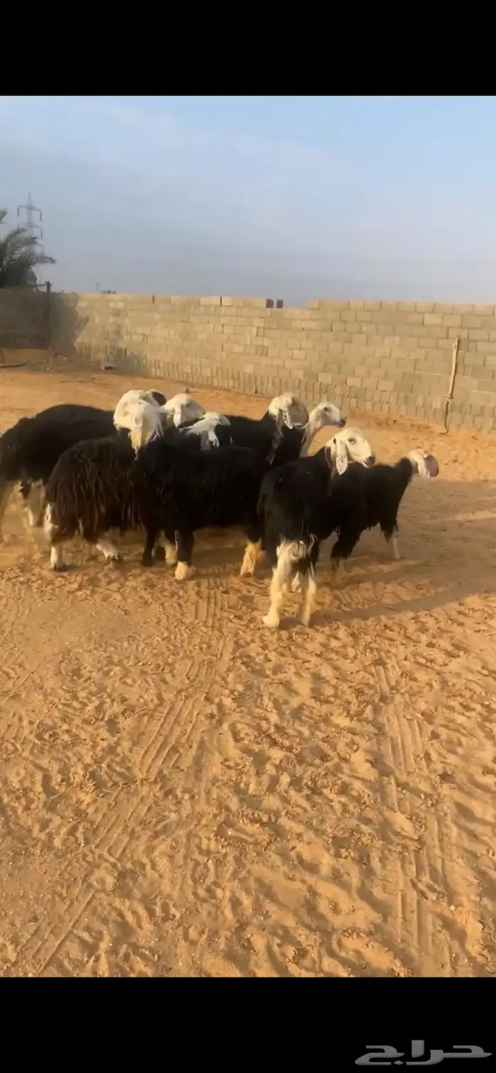 للبيع غنم نجد 2