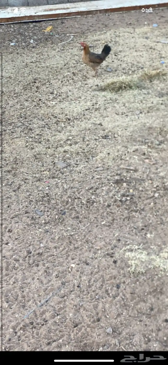 الدجاج 5