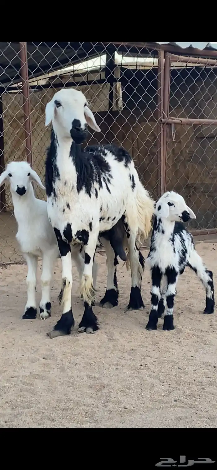 شاتين صنف الصنف تحتها 4 رخال 6