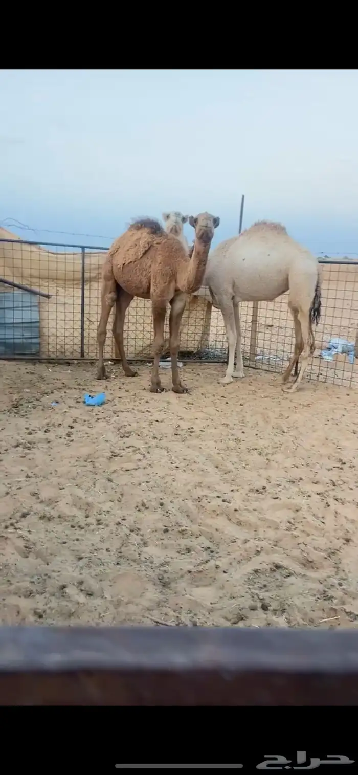 قعود وبكره 2