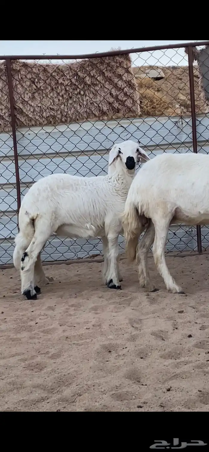 شاتين صنف الصنف تحتها 4 رخال 4