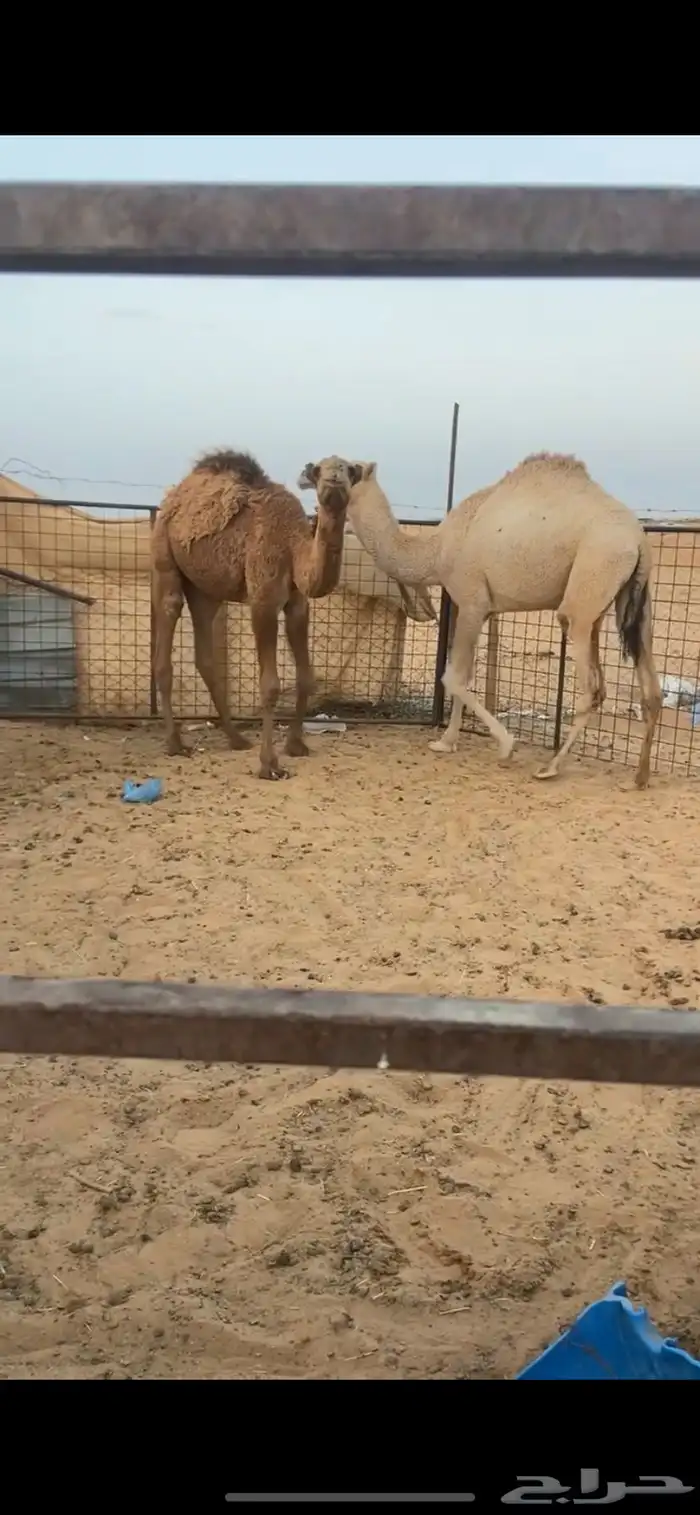 قعود وبكره 1