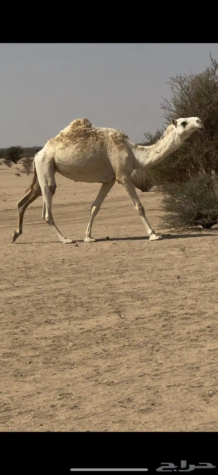 بكره وضحاء ضروبه كفو على جميع الشروط عدال وطفاح 1