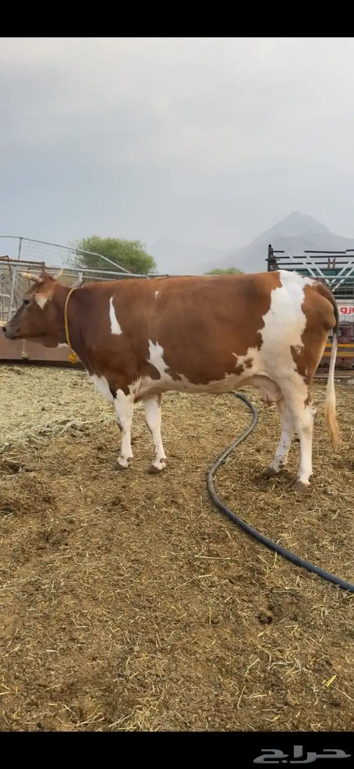 بقر منايح طيبات جدا 0
