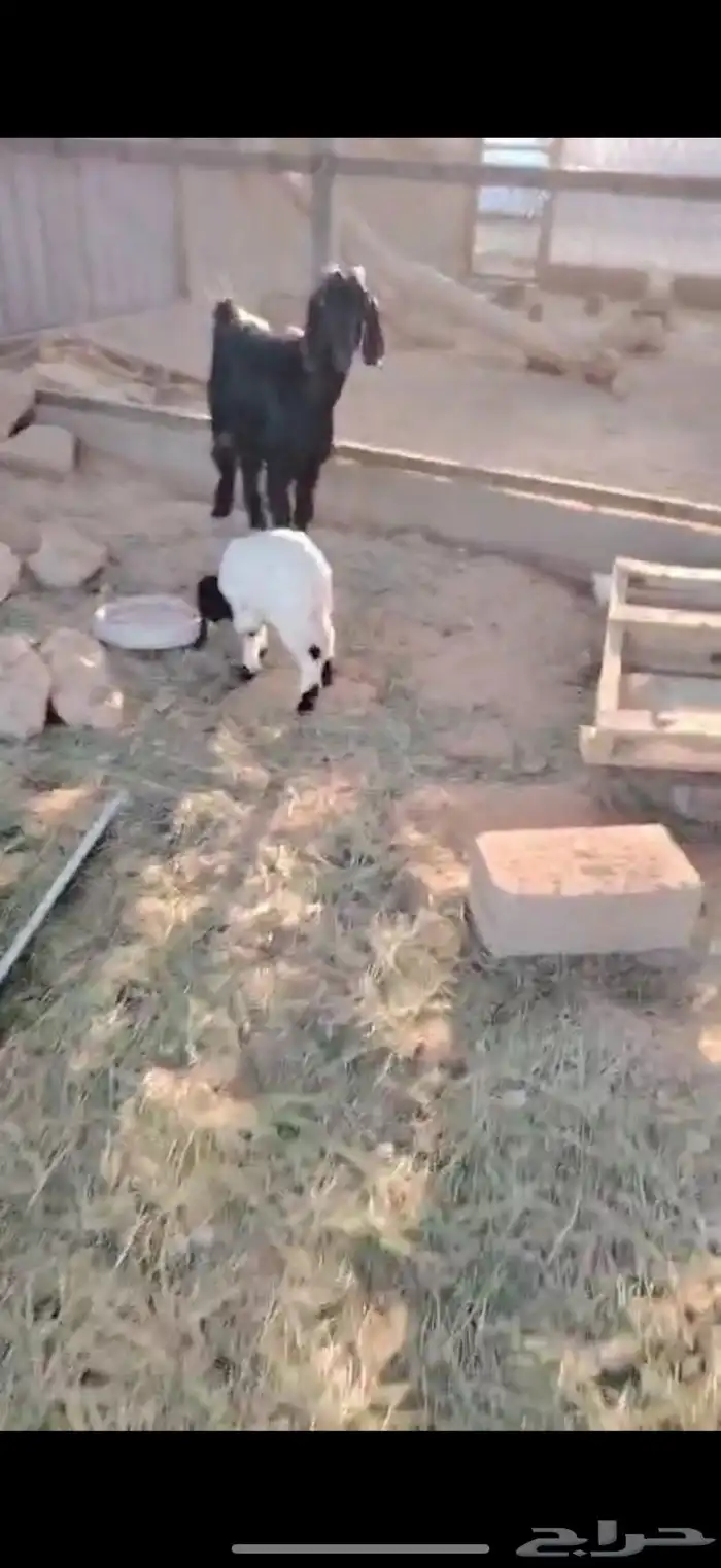 عنز حدرها تيس 0