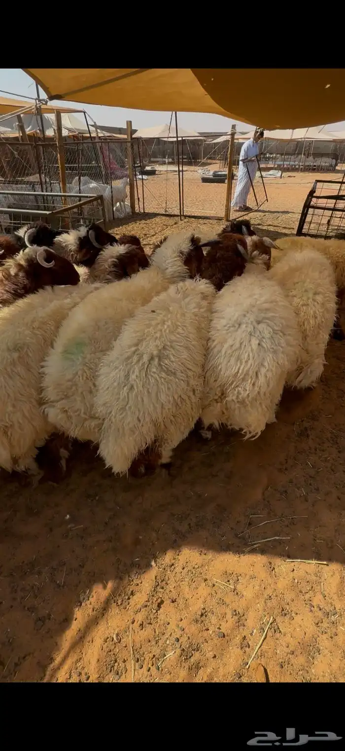 نعيم جبر بلدي للمناسبات تقييم 110 ومتوفر تمارا 5