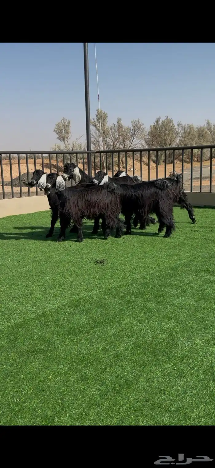 طقم جفرات عوارض جم نوادر 0