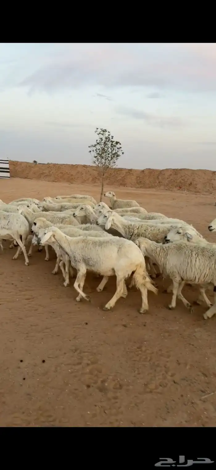 للبيع حريات مقاني جروم طيبة العدد35 بالفحل مشروط 0