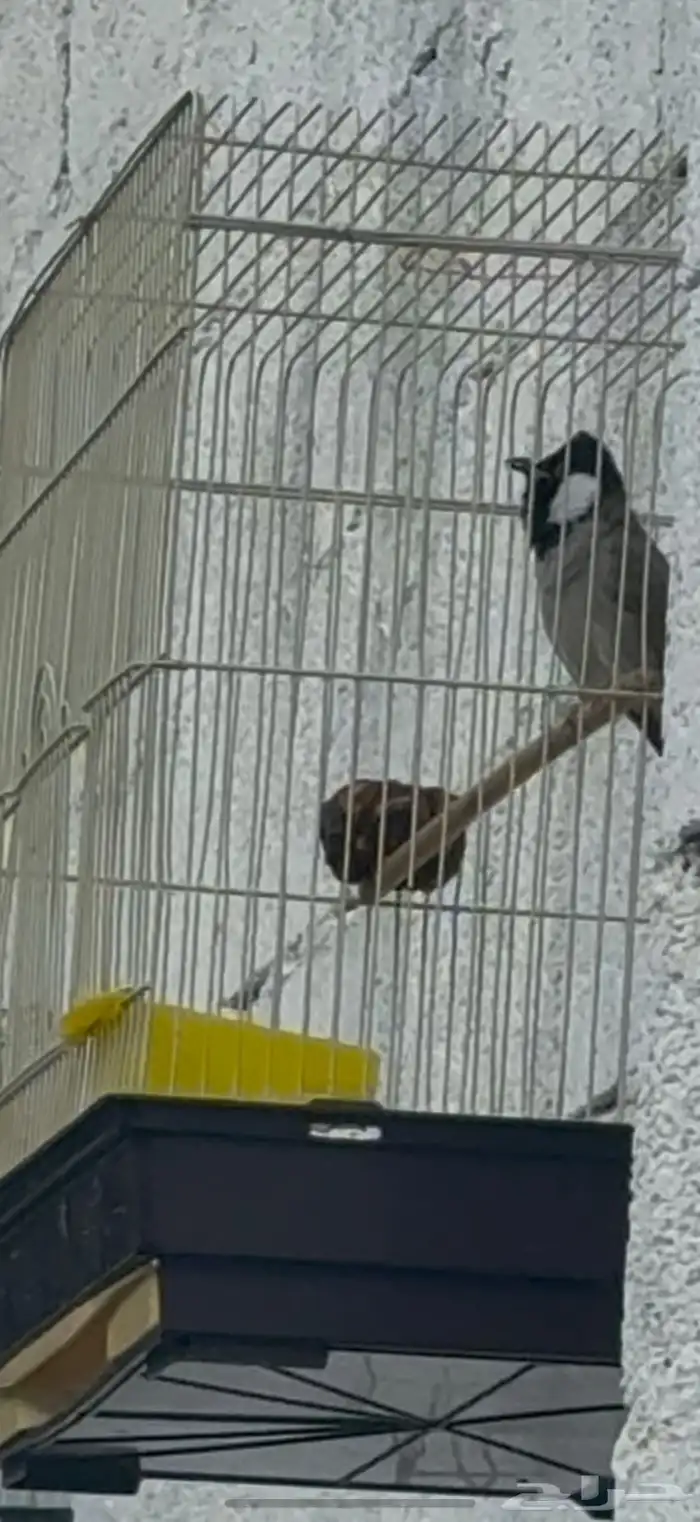 بلبول حساوي تغريد 0