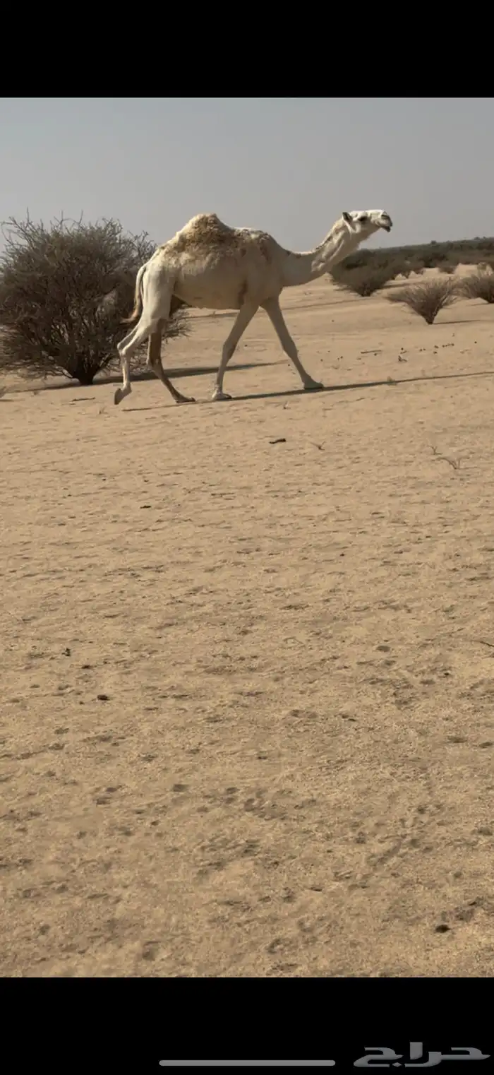 بكره وضحاء ضروبه كفو على جميع الشروط عدال وطفاح 3