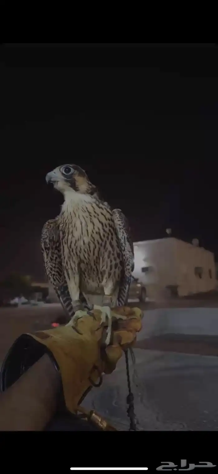 شيهانه جبليه 1