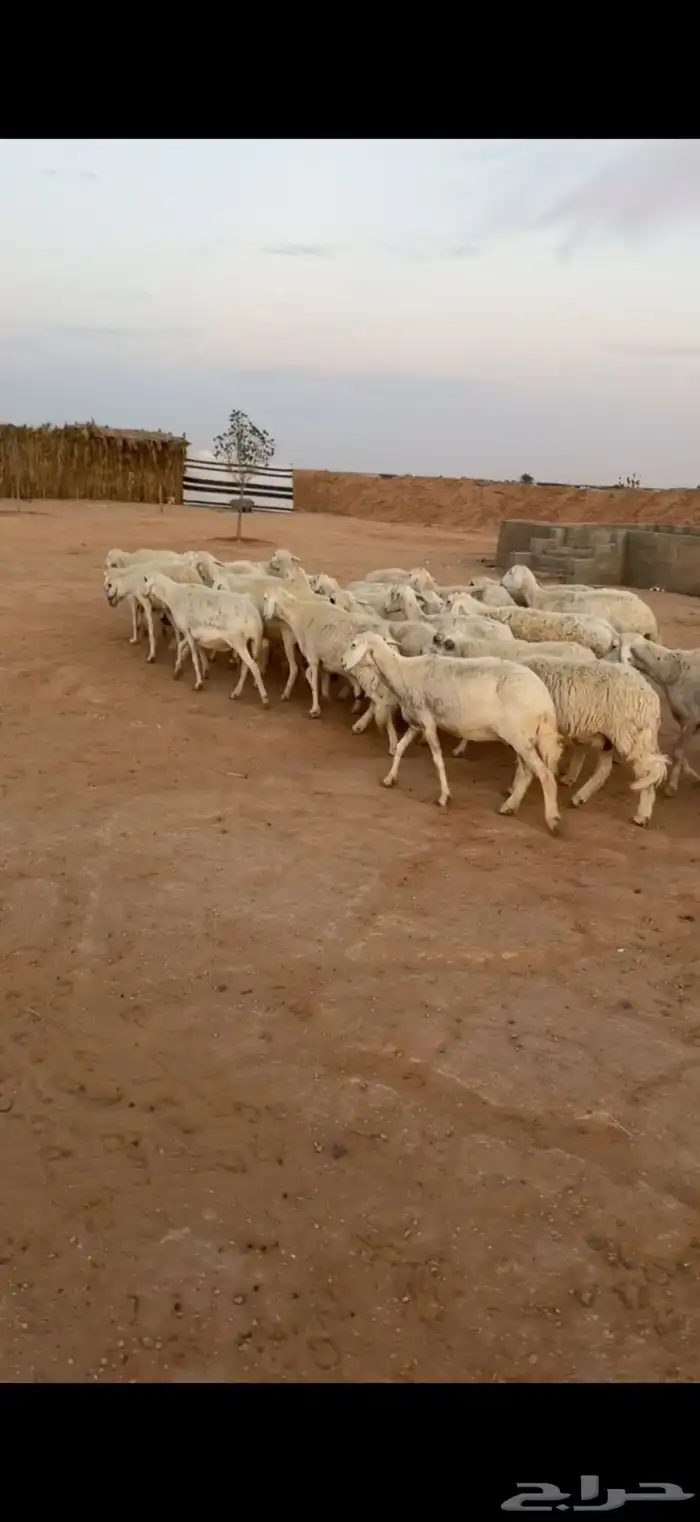 للبيع حريات مقاني جروم طيبة العدد35 بالفحل مشروط 2